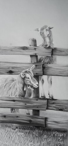 Ziegen- Carakter am Zaun by Gregor Dörig, Drawing for Sale on Singulart