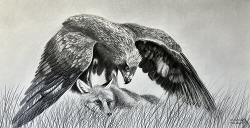 Steinadler mit erlegtem Fuchs von Gregor Dörig, Zeichnungen kaufen auf Singulart
