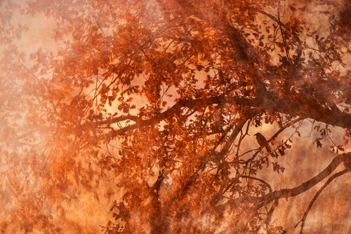 Enchanted in Autumn Jiri Hrebicek