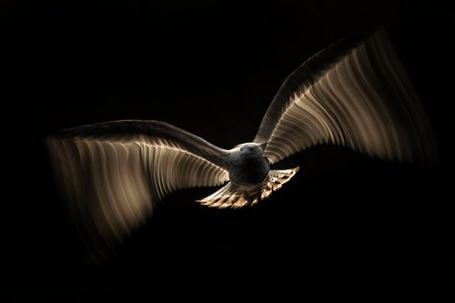 Firewings by Jiri Hrebicek, Digital for Sale on Singulart