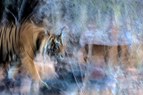 Sultan di Jiri Hrebicek, Digitale in vendita su Singulart