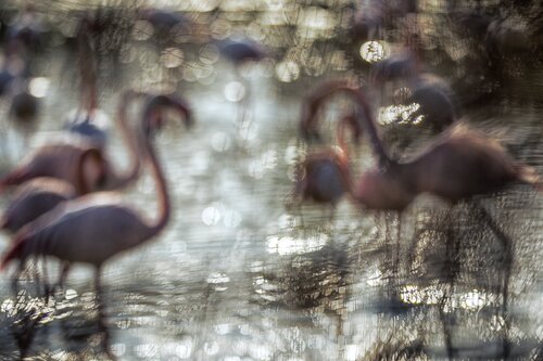 Flamingos by Jiri Hrebicek, Digital for Sale on Singulart