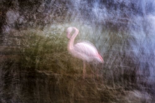 Flamingo by Jiri Hrebicek, Digital for Sale on Singulart