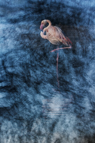 Ballet of the Blue Lagoon van Jiri Hrebicek, Digitaal te koop op Singulart