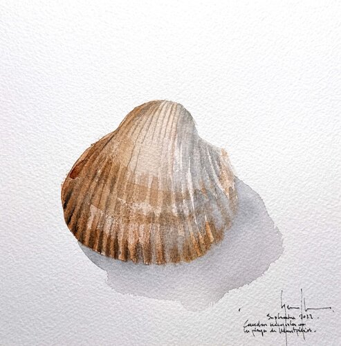 Concha de mar by Nacho Muñoz Cano, Painting for Sale on Singulart