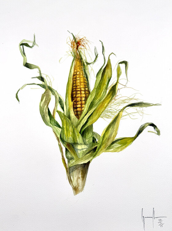 Mazorca Nacho Muñoz Cano