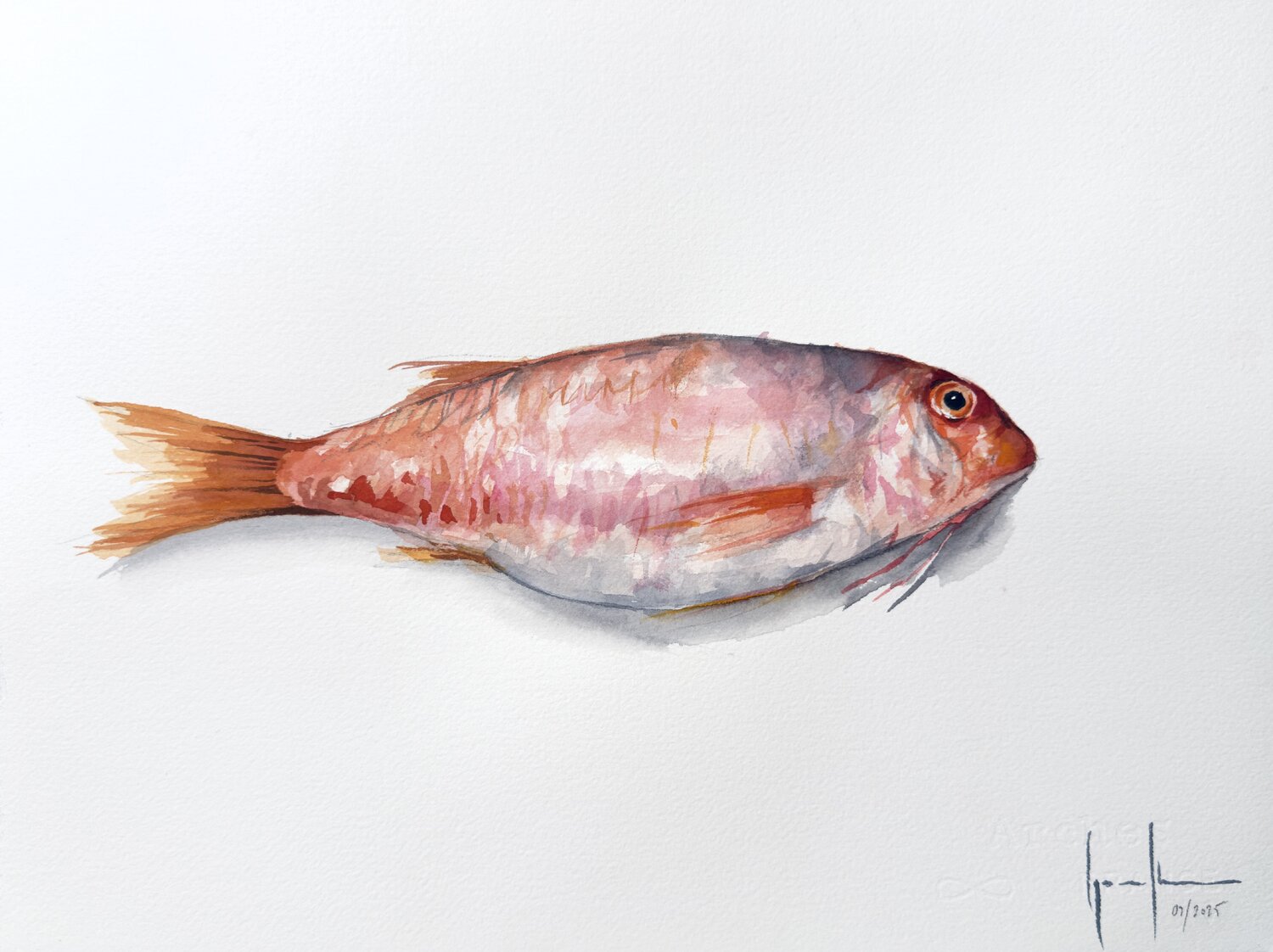 SALMONETE Nacho Muñoz Cano