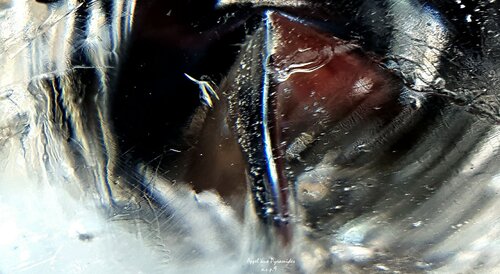 "Appel aux Pyramides" van A.V.P.9, Fotografie te koop op Singulart