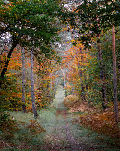 Lisière de Paul Piccolini, Fotografía a la venta en Singulart