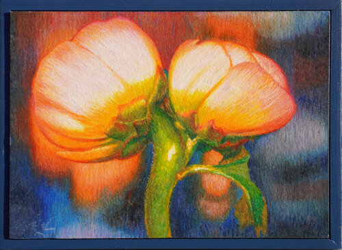 Ranunculus von Seung Hwan Kim, Zeichnungen kaufen auf Singulart