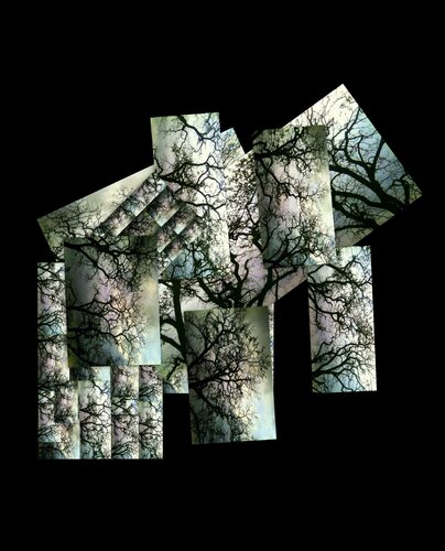 Tree Structures von JLP, Fotografie kaufen auf Singulart