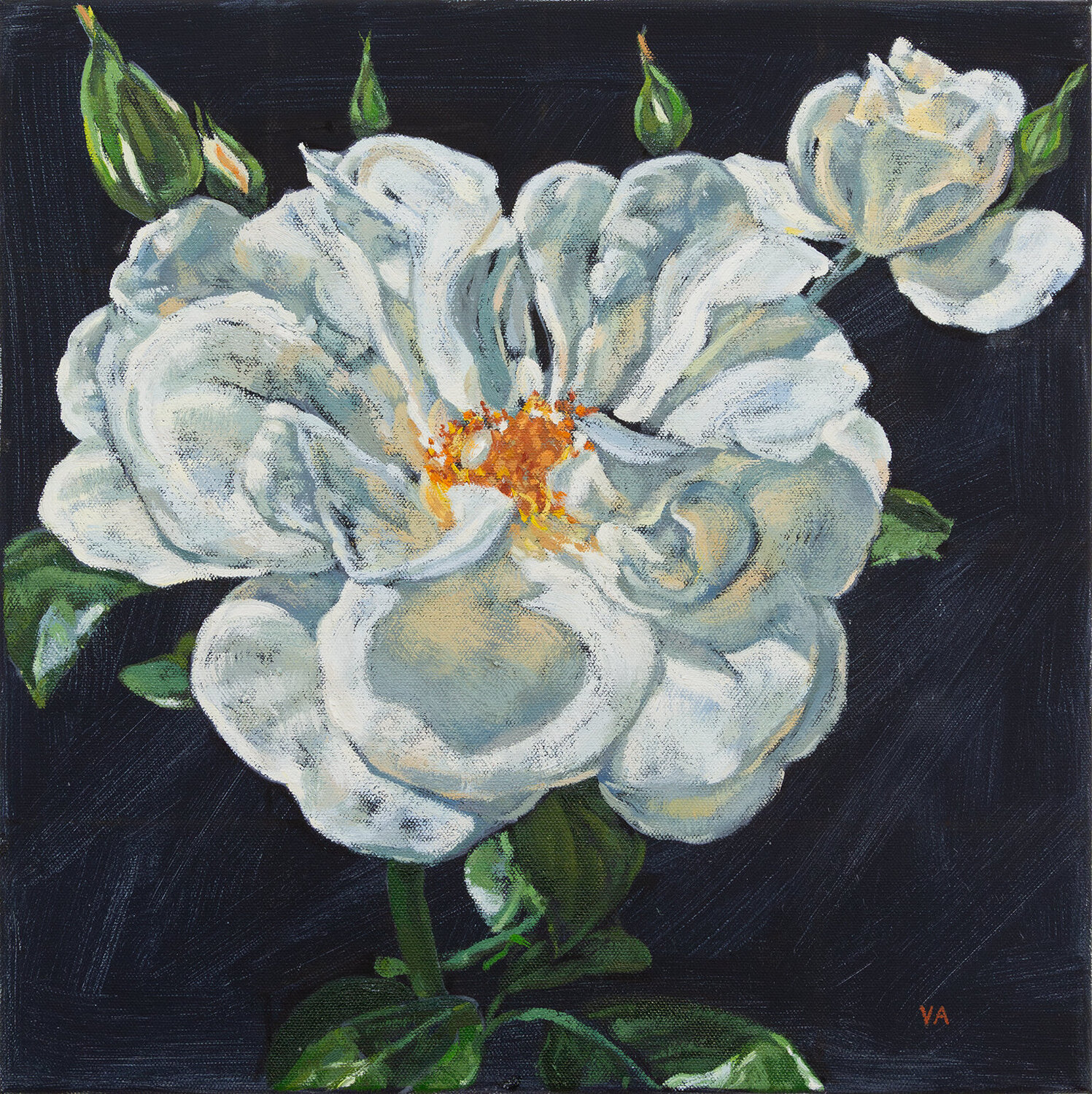 ROSE II - "White beauty" Victoria Ascanio