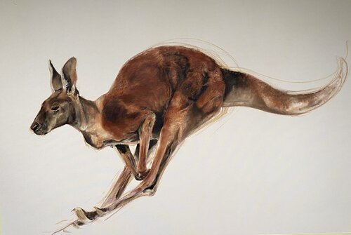 Rotes Riesenkänguru von Florentine Kunze-Wolff, Malerei kaufen auf Singulart