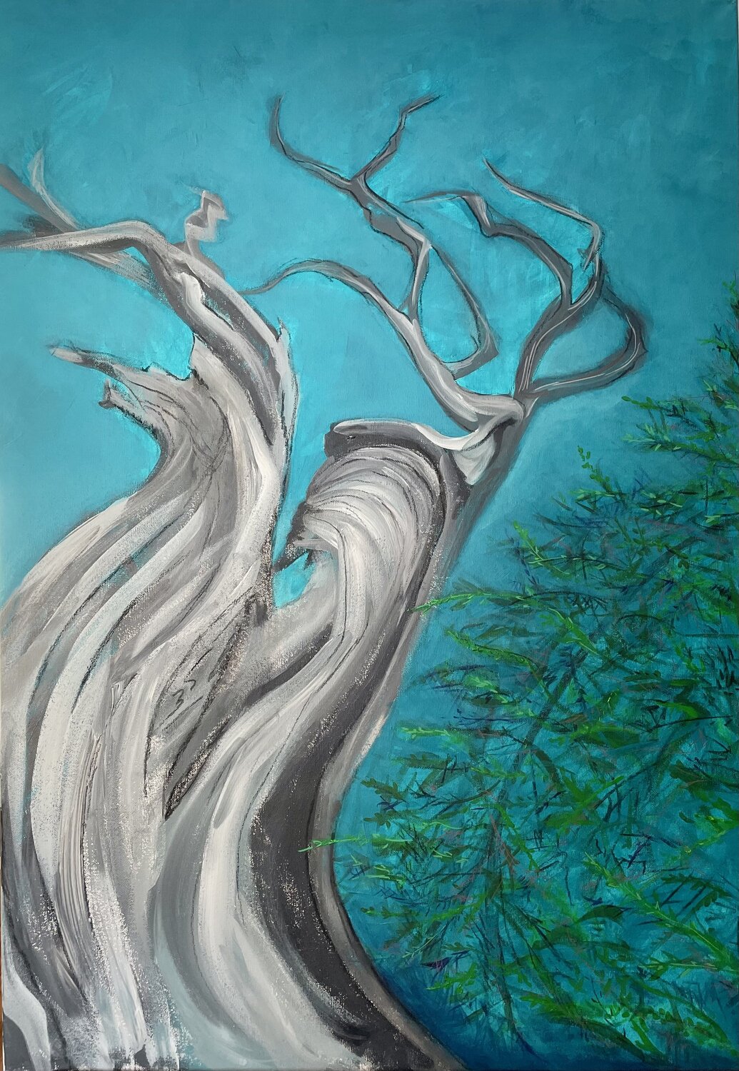 Bonsai Kyla Johnk