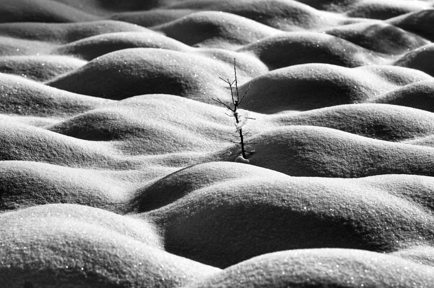 Alone Lee Nordbye