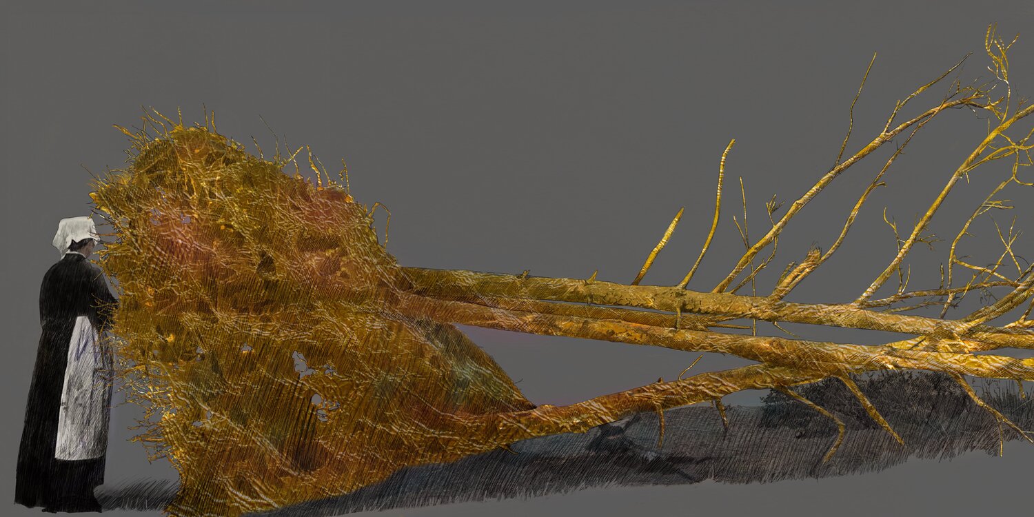 Fallen Tree Jesús Azogue