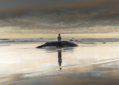 Tohorā by Matthias Risse, Photography for Sale on Singulart