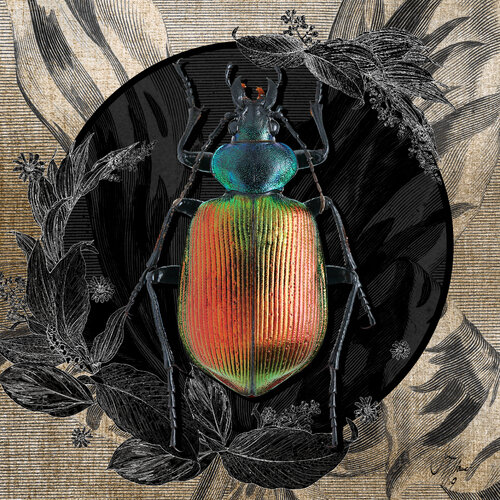 calosoma_sycophanta | Größen 30 x 30 | 50 x 50 | 70 x 70 | 100 x 100 cm von Sonja Stamer, Digital kaufen auf Singulart