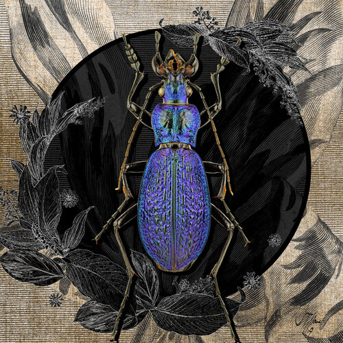 carabus_intricatus | Größen 30 x 30 | 50 x 50 | 70 x 70 | 100 x 100 cm van Sonja Stamer, Digitaal te koop op Singulart