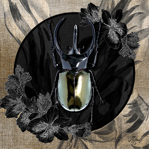 chalcosoma_caucasus | Größen 30 x 30 | 50 x 50 | 70 x 70 | 100 x 100 cm van Sonja Stamer, Digitaal te koop op Singulart