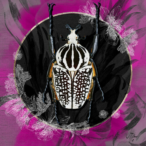 goliathus_orientalis | Größen 30 x 30 | 50 x 50 | 70 x 70 | 100 x 100 cm by Sonja Stamer, Digital for Sale on Singulart