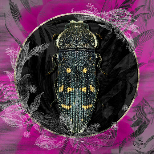 acmaeoderella_flavofasciata | Größen 30 x 30 | 50 x 50 | 70 x 70 | 100 x 100 cm van Sonja Stamer, Digitaal te koop op Singulart