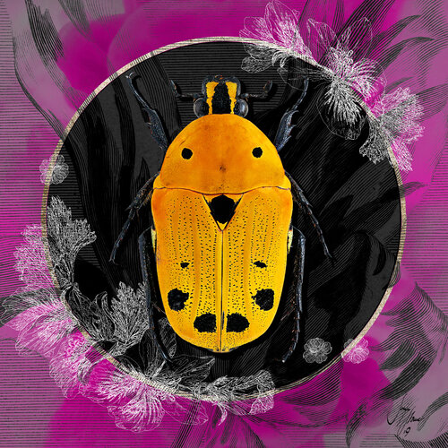 euchroea_auripimenta | Größen 30 x 30 | 50 x 50 | 70 x 70 | 100 x 100 cm van Sonja Stamer, Digitaal te koop op Singulart