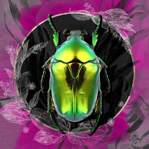 protaetia_aeruginosa | Größen 30 x 30 | 50 x 50 | 70 x 70 | 100 x 100 cm van Sonja Stamer, Digitaal te koop op Singulart