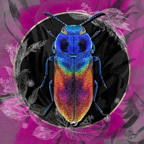 anthaxia_salics | Größen 30 x 30 | 50 x 50 | 70 x 70 | 100 x 100 cm van Sonja Stamer, Digitaal te koop op Singulart