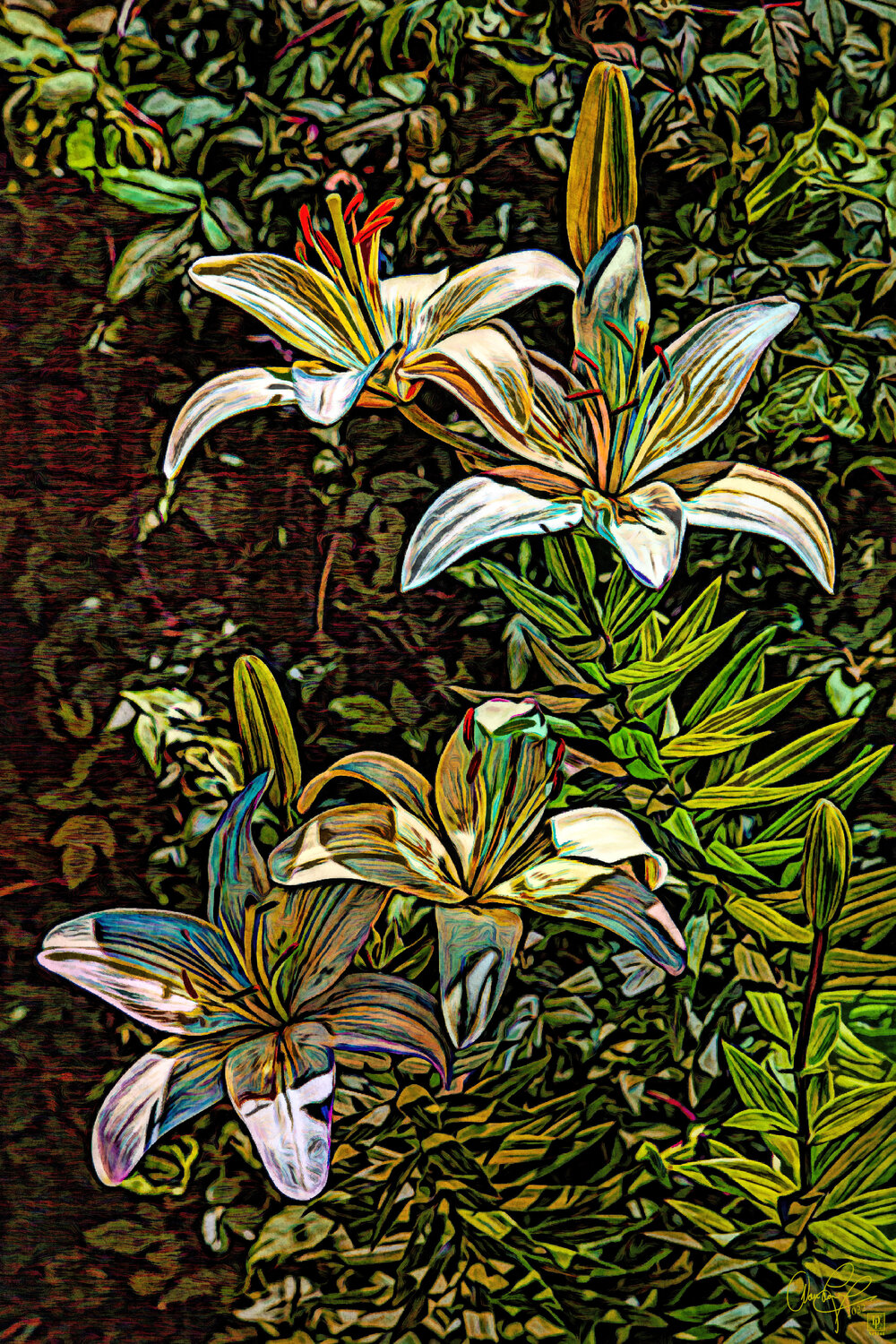 Backyard Lillies Dan Lavery