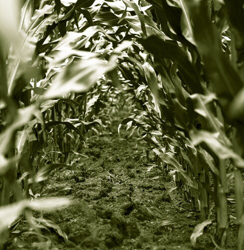 Mais-Tunnel di Marcel van Beek, Fotografia in vendita su Singulart