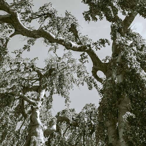 Knorrwipfel II (Karlsaue Kassel) par Marcel van Beek, Photographie en vente sur Singulart