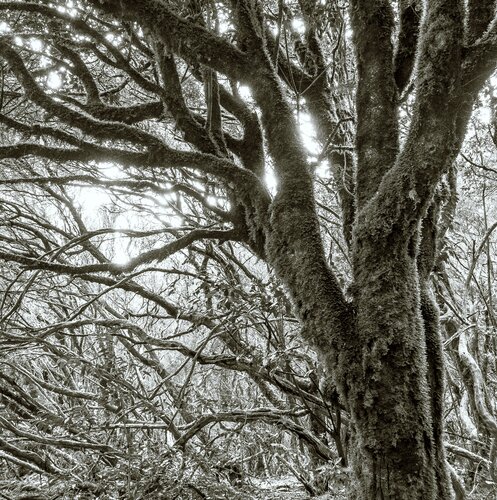 Furry Tree de Marcel van Beek, Fotografía a la venta en Singulart