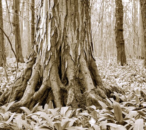 Im Wald I de Marcel van Beek, Fotografía a la venta en Singulart