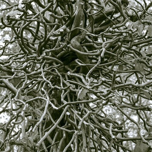 Baumgeist 01 van Marcel van Beek, Fotografie te koop op Singulart