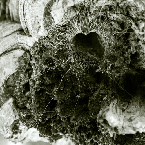 Das Netz der Spinne di Marcel van Beek, Fotografia in vendita su Singulart