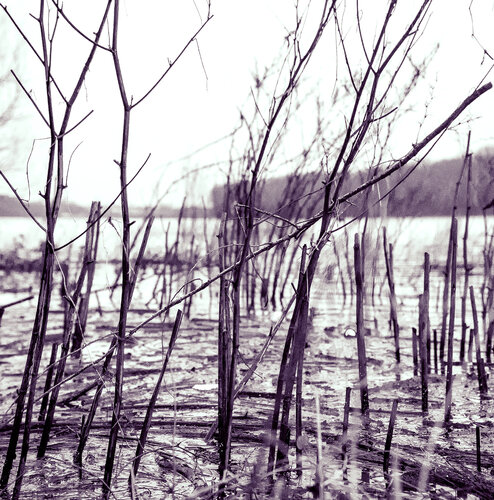Hochwasser Rhein Marcel van Beek