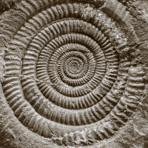 Fluch der Spirale Marcel van Beek