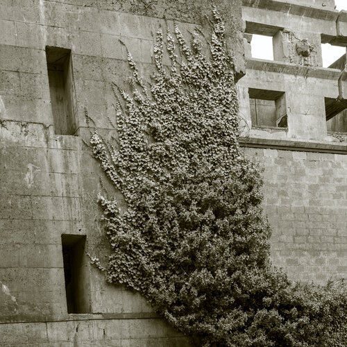 Sprechende Wände II: Befall von Marcel van Beek, Fotografie kaufen auf Singulart