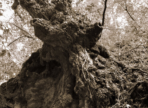 Karbon-Körper I van Marcel van Beek, Fotografie te koop op Singulart