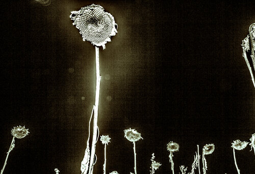 Les Fleurs du Mal II von Marcel van Beek, Fotografie kaufen auf Singulart