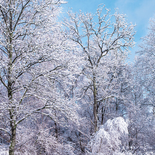 Der Kleine im Frostchor von Marcel van Beek, Fotografie kaufen auf Singulart