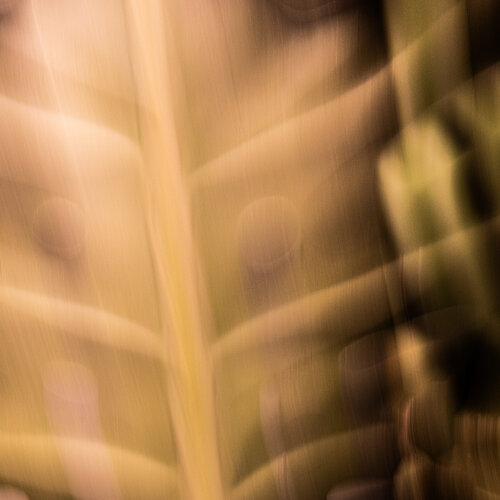 Chlorophyll-Trance I van Marcel van Beek, Fotografie te koop op Singulart