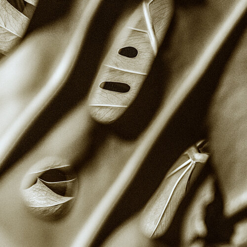 Chlorophyll-Trance II van Marcel van Beek, Fotografie te koop op Singulart