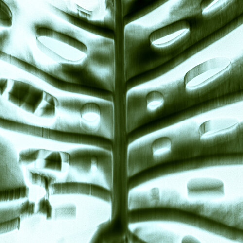 Chlorophyll-Trance III van Marcel van Beek, Fotografie te koop op Singulart