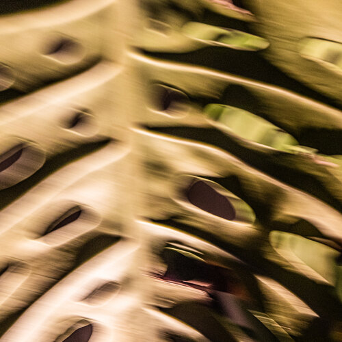 Chlorophyll-Trance V van Marcel van Beek, Fotografie te koop op Singulart