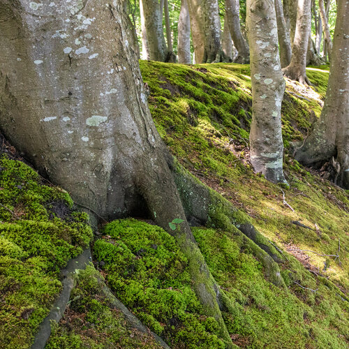 Der Wald trägt Moos de Marcel van Beek, Fotografía a la venta en Singulart