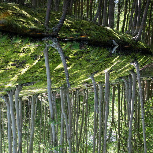 Hexenwald von Marcel van Beek, Fotografie kaufen auf Singulart