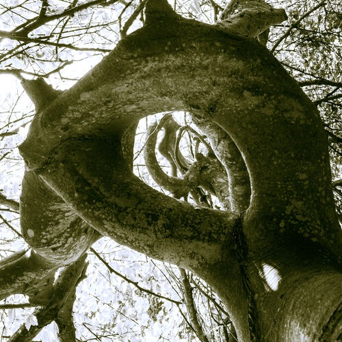 Die Pforte nach Alfheim (Astflucht II) van Marcel van Beek, Fotografie te koop op Singulart