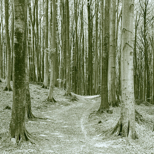 Säulenhalle des silbrigen Grüns von Marcel van Beek, Fotografie kaufen auf Singulart